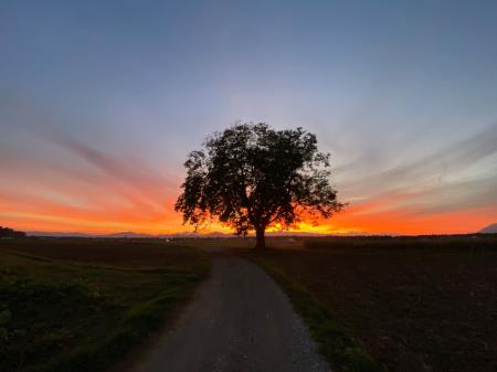 10 - OKTOBER - Franci Bukovnik - Olševek